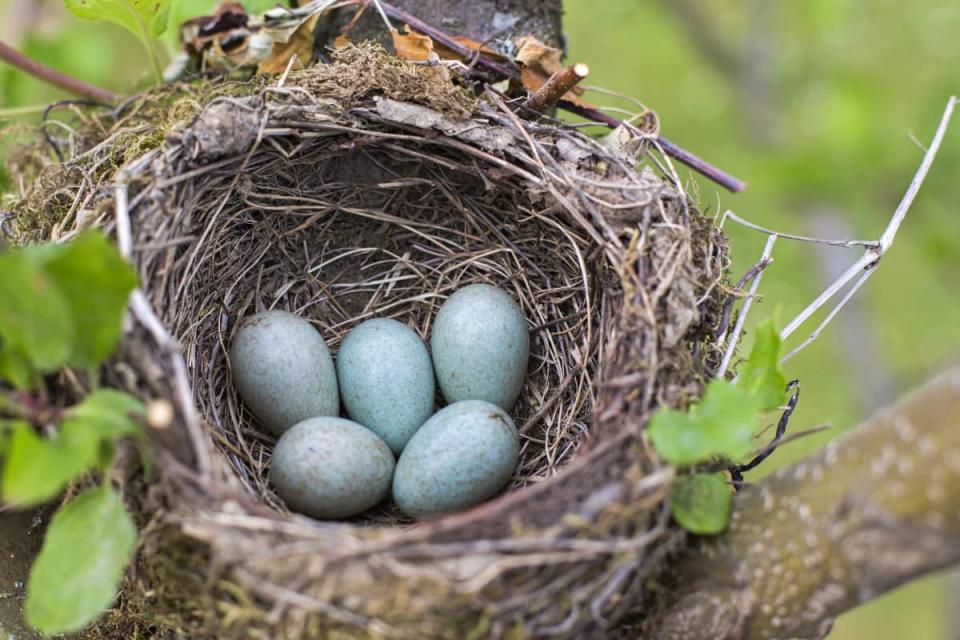 YAHOO! Life: Bird Making Nest on Family's Front Door Is Straight Out of a Fairytale